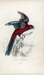 Pennants parakit, Psittacus pennantii. Platycercus elegans.