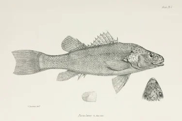 Abborre, ca 1832-1836