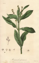 Perenn mercuriale eller perenn eller hundkål (Mercurialis perennis) - Starkt vatten av William Clarke för att illustrera "Medical Botanical, Description of the Medicinal Plants of London, Edinburgh and Dublin" av John Stephenson och James Morss Churchill,