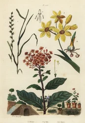 Perennt rajgräs, Lolium perenne 1,2, fläckig afrikansk majslilja, Ixia maculata var