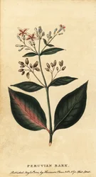 Peruansk bark, Cinchona officinalis., 1800 (gravyr)