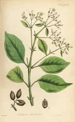 Peruanskt barkträd eller kininträd, Cinchona officinalis. Handkolorerad litografi av Henry Sowerby från Edward Hamiltons Flora Homeopathica, Bailliere, London