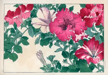 Petunia variete (rosa och vit). Olika sorters petunia. Handkolorerat träsnitt från Konan Tanigamis "Seiyou Sokazufu" (Pictorial Album of Western Plants and Flowers: Summer), Unsodo, Kyoto