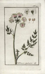 Selinum marsh (Selinum marsh) eller kärrpersilja. Litografi från "Afbeelding der Artseny-Gewassen" av Johannes Zorn (1739-1799), Nederländerna