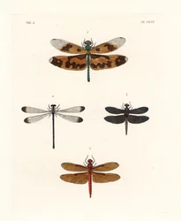 Bildvinget trollslända, Rhyothemis variegata 1, gulbrun skogsskimrare, Neurothemis fulvia 2, brokig risfältsskimrare, Neurothemis tullia 3, och skuggflickslända, Palaemnema paulina 4. Handkolorerad litografi ur John O. Westwoods nya utgåva av Dru Drurys