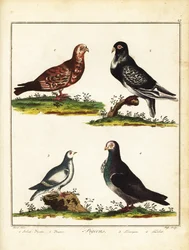 Duvor: Polsk duva, pipare, ripa och turbit. 1792 (gravyr)