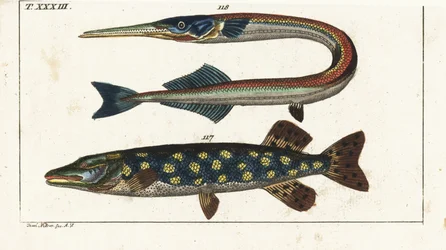 Gädda (eller nordlig gädda) - Orphia - Nordlig gädda, Esox lucius 117, och havsnål eller garfish, Belone belone 118. Handkolorerat kopparstick efter Jacob Nilson från Gottlieb Tobias Wilhelms Encyclopedia of Natural History: Fiskar, Augsburg