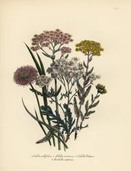 Rosablommig vitsippa, Achillea milfolium, gullviva, Achillea tomentosa, Clavenas silverbladiga vitsippa, Achillea clavenae, och tuvtåtel, Marshallia caespitosa. Handgjord kromolitografi av Henry Noel Humphreys efter en illustration av