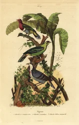 Rosa-huvad fruktduva, Ptilinopus porphyreus, Buru grön duva, Treron aromaticus och Luzon blödande hjärta, Gallicolumba luzonica