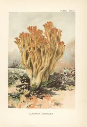 Rosa korallsvamp eller vacker clavaria, Ramaria formosa (Clavaria formosa). Kromolitografi efter en botanisk illustration av William Hamilton Gibson från hans bok Our Edible Toadstools and Mushrooms.