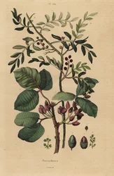 Pistaschnötsträd, Pistacia vera