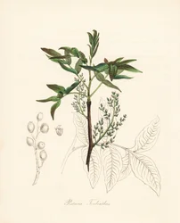 Pistachio terebinth - Terebinträd eller terpentinträd, Pistacia terebinthus. Handkolorerad zinkograf av C. Chabot tecknad av Miss M. A. Burnett från hennes "Plantae Utiliores: or Illustrations of Useful Plants," Whittaker, London