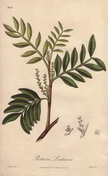 Pistacia lentiscus (Pistacia lentiscus) - Starkt vatten av William Clarke för att illustrera "Medical Botanical, Description of the Medicinal Plants of London, Edinburgh and Dublin" av John Stephenson och James Morss Churchill, publicerad i London av John 