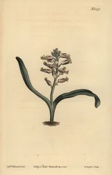Slätbladig självfärgad lachenalia, Lachenalia unicolor