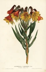 Alstroemeria med groblad, Alstroemeria plantaginea. Brasilien. Handkolorerad litografi av L. Stroobant från Louis van Houtte och Charles Lemaires Flowers of the Gardens and Hothouses of Europe, Flore des Serres et des Jardins de l