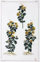 Medicinalväxter, Kina