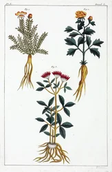 Medicinalväxter, Kina