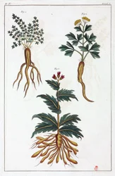 Medicinalväxter, Kina