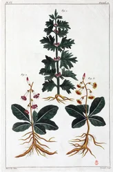 Medicinalväxter, Kina