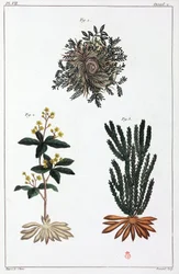 Medicinalväxter, Kina