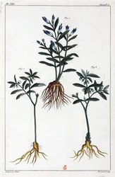 Medicinalväxter, Kina
