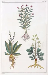 Medicinalväxter, Kina