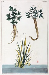 Medicinalväxter, Kina
