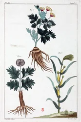 Medicinalväxter, Kina