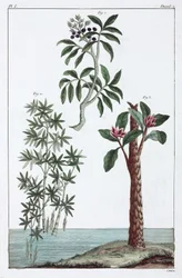 Medicinalväxter, Kina