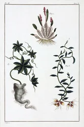 Medicinalväxter, Kina