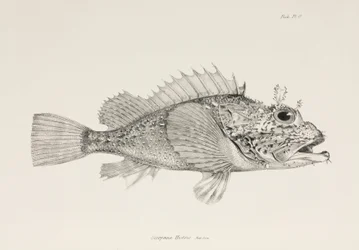 Spelare skorpionfisk, c 1832-1836