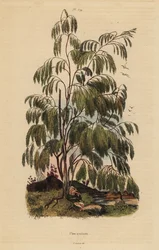 Plocama pendula buske