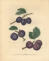 Plommonsorter, Prunus domestica: Tours, Lawrane