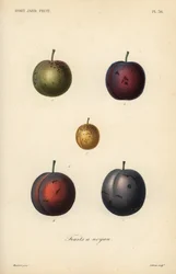 Plommon och katrinplommon, Prunus domestica