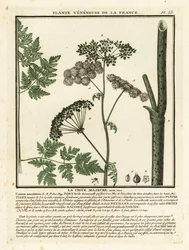 Gifthöna, Conium maculatum.