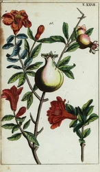 Granatäppleblommor och frukt på en gren, Punica granatum.