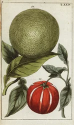 Pomelo eller pummelo, Citrus maxima.