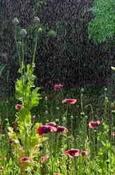 Vallmo (Papaver somniferum) blommor och fröhuvuden i sommarregn, Gower, södra Wales (foto)