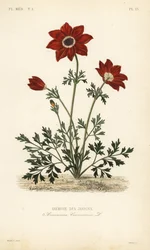 Vallmo anemon eller spansk ringblomma, Anemone coronaria, Anemone des jardins