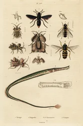 Pottergeting, pipfisk, gyllene äggkryp och svävfluga., 1834-1839 (gravyr)