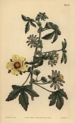 Taggig stjälk hibiskus, Hibiscus surattensis