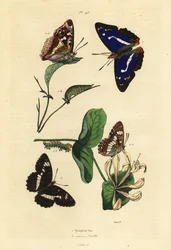 Lila kejsare, Apatura iris 1 och eurasisk vit amiral, Limenitis camilla 2
