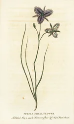 Lila skalblomma från New South Wales, Australien. Kanske en fantasiblomma som tillverkats av en konstgjord florist Handkolorerat kopparstick från "The Naturalist