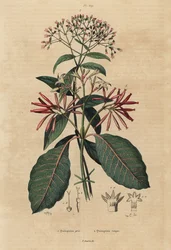 Kinin, Cinchona officinalis 1 och Ladenbergia oblongifolia, sårbar, 2