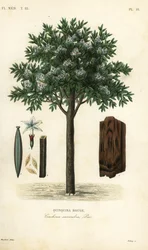 Kininträd, ted cinchona eller quina, Cinchona pubescens, Cinchona succirubra, Quinquina rouge