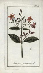 Quinquina (Cinchona officinalis). Litografi från "Afbeelding der Artseny-Gewassen" av Johannes Zorn (1739-1799), Nederländerna