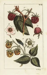 Hallonsorter.
