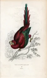 Röd ara eller Macau ara. Psittacus macao. Litografi av Joseph Kidd, baserad på en teckning av John Audubon, i Miscellany of Natural History: Parrots, Sir Thomas DiK Lauder and Captain Thomas Brown, utgiven i Edinburgh, Skottland, 1833.