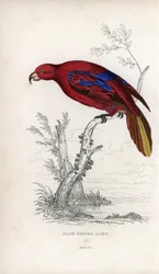 Röd lori, Eos rubra. Psittacus caeruleatus. Litografi av Joseph Kidd, baserad på en teckning av John Audubon, i Miscellany of Natural History: Parrots, Sir Thomas DiK Lauder and Captain Thomas Brown, utgiven i Edinburgh, Skottland, 1833.