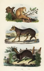 Röd slank loris, Loris tardigradus hotad 1, varg, Canis lupus 2 och Eurasian utter, Lutra lutra 3